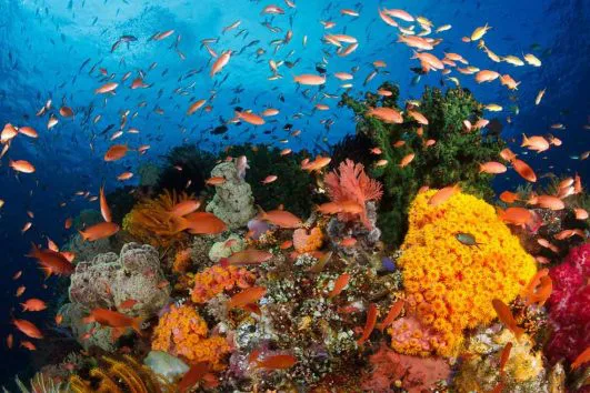 Tour Biển Nha Trang