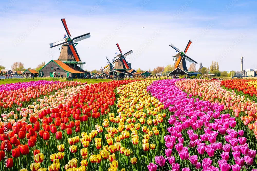 Khung cảnh thần ti&ecirc;n ở Zaanse Schans