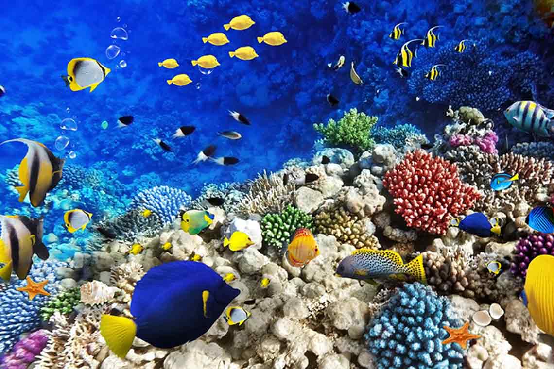 Tour Nha Trang 3 ngày 2 đêm trọn gói ưu đãi siêu rẻ