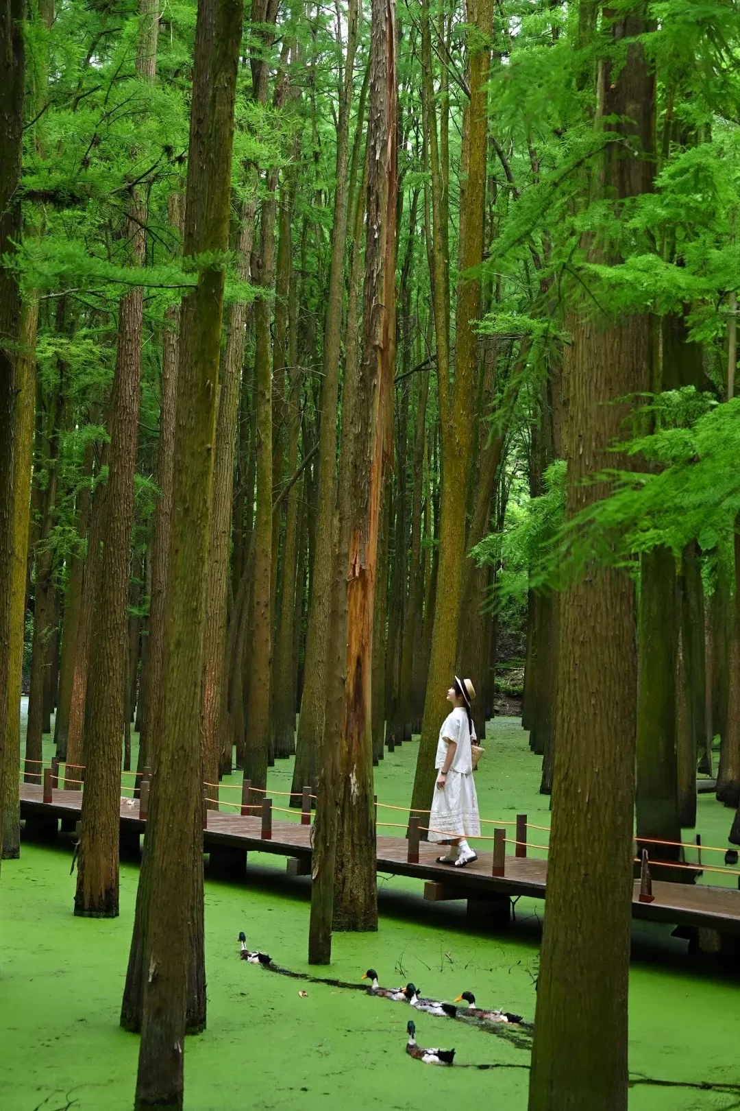 Tour Trung Quốc mùa xuân: Hà Nội - Hàng Châu - Hà Nội 4 ngày 3 đêm