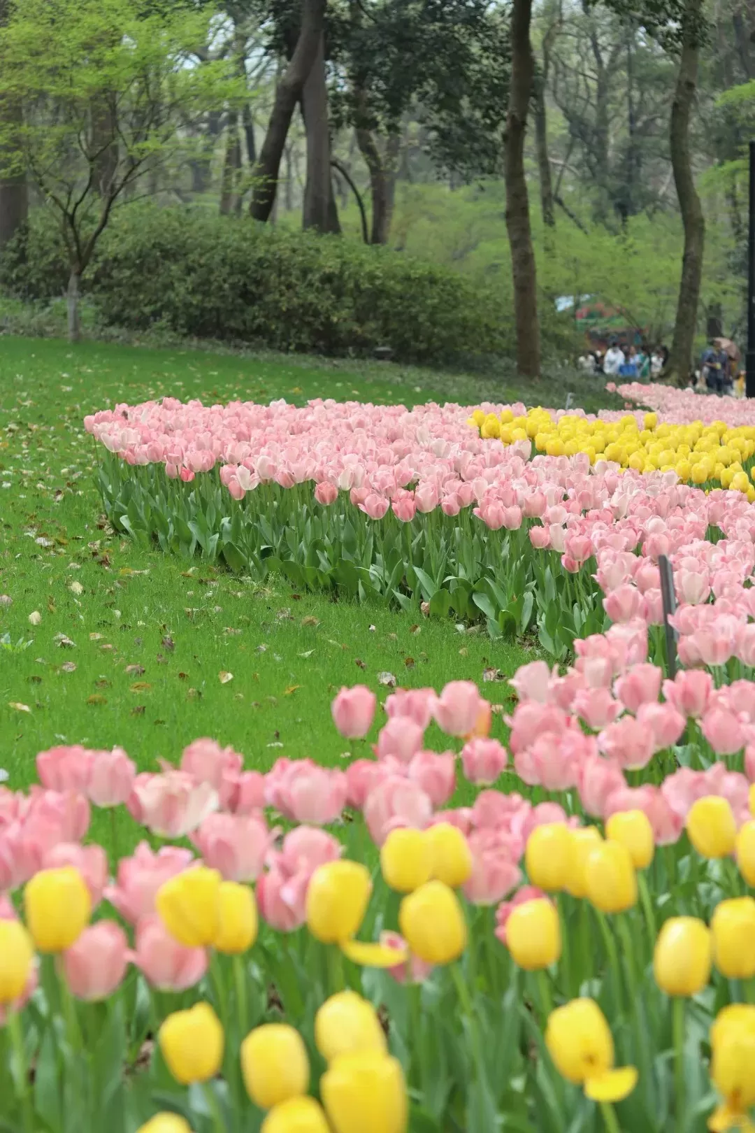 Tour Trung Quốc mùa xuân: Hà Nội - Hàng Châu - Hà Nội 4 ngày 3 đêm