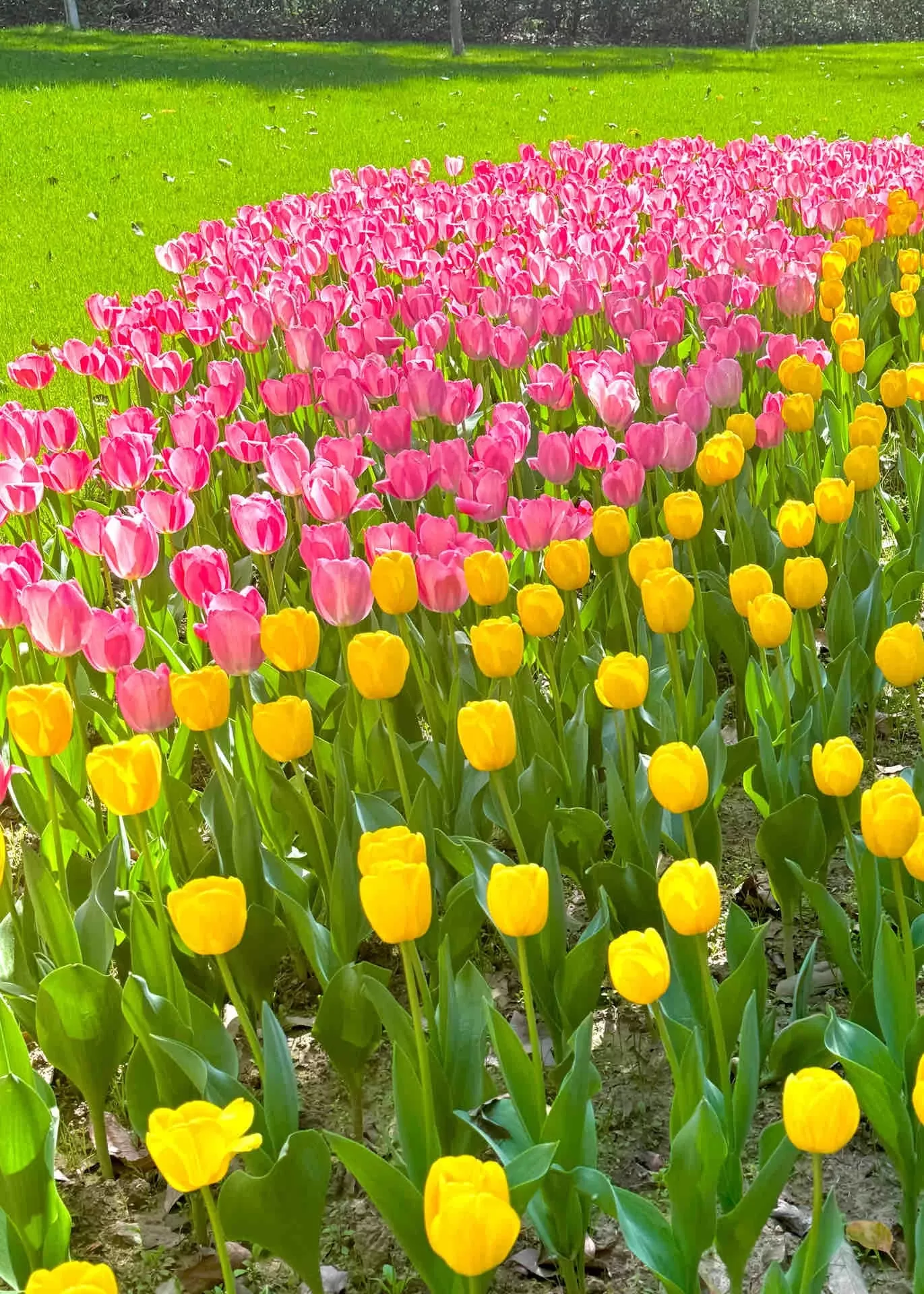 Tour Trung Quốc mùa xuân: Hà Nội - Hàng Châu - Hà Nội 4 ngày 3 đêm