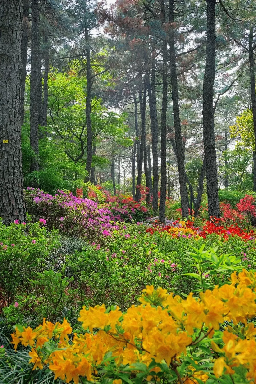 Tour Trung Quốc mùa xuân: Hà Nội - Hàng Châu - Hà Nội 4 ngày 3 đêm