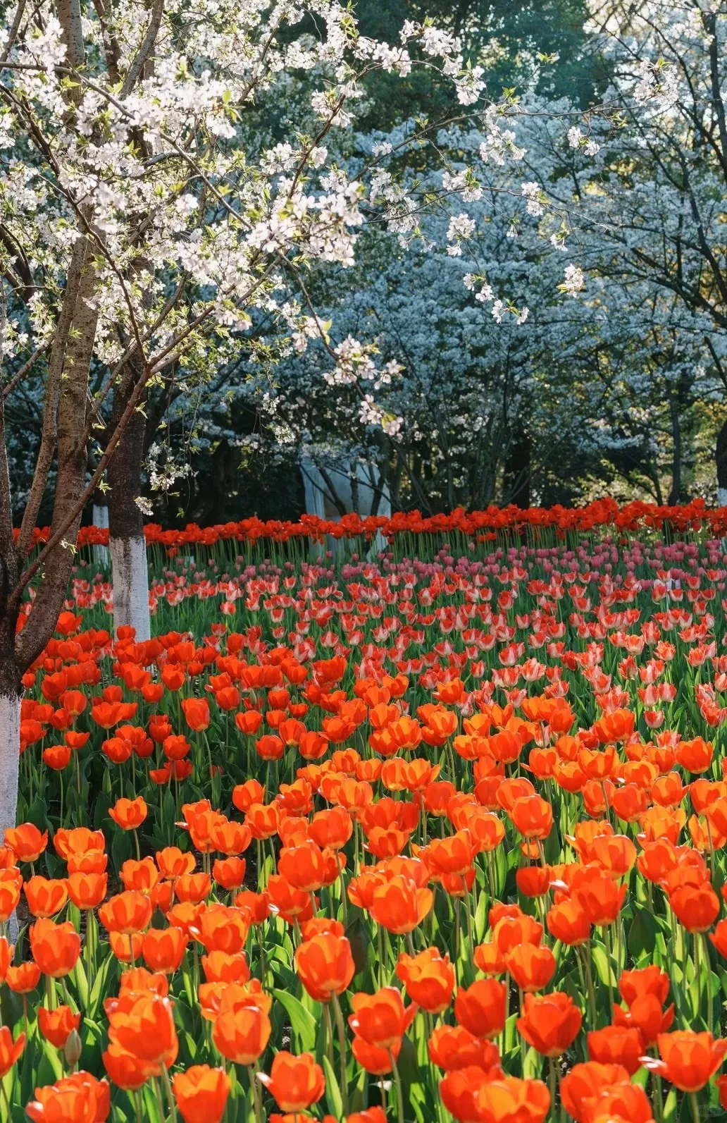 Tour Trung Quốc mùa xuân: Hà Nội - Hàng Châu - Hà Nội 4 ngày 3 đêm