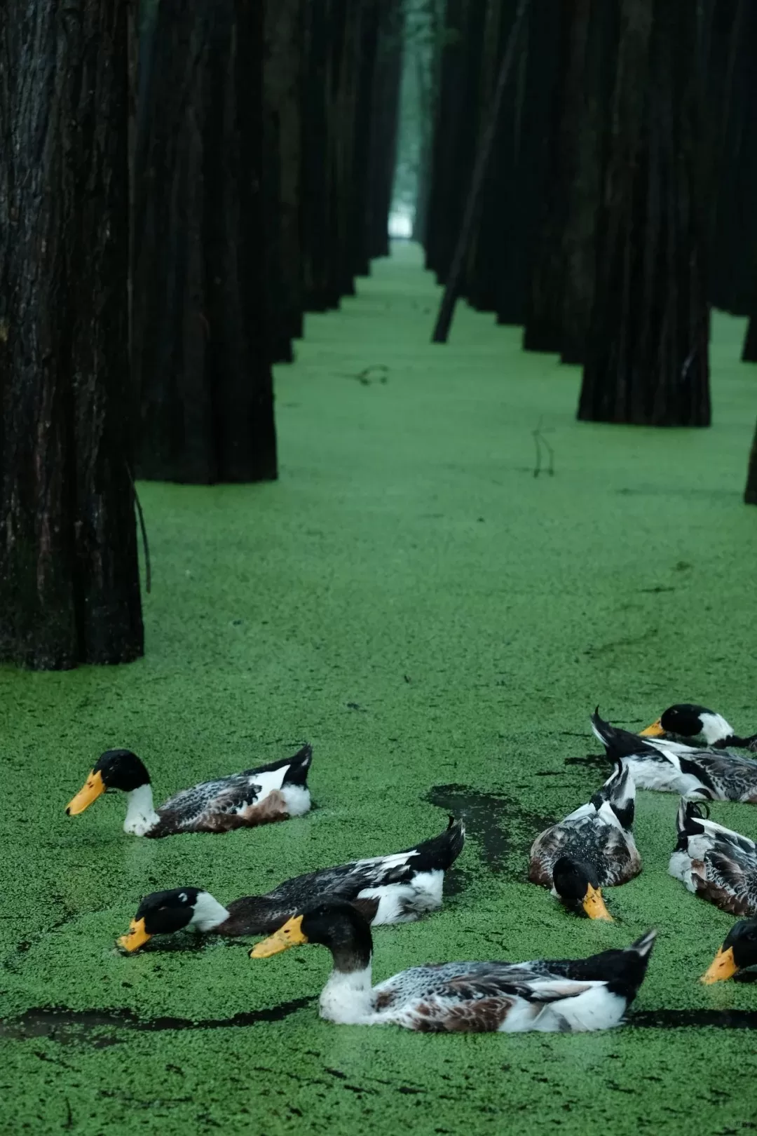 Tour Trung Quốc mùa xuân: Hà Nội - Hàng Châu - Hà Nội 4 ngày 3 đêm