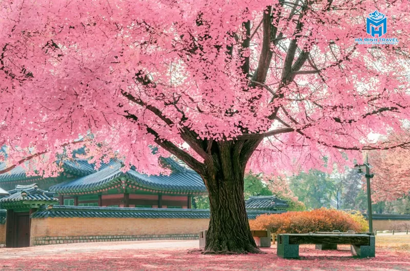 Tour Hàn Quốc hoa anh đào: Seoul - Nami - Tháp Namsan - Everland - CV Yeouido - Rừng Seoul (5N4Đ)