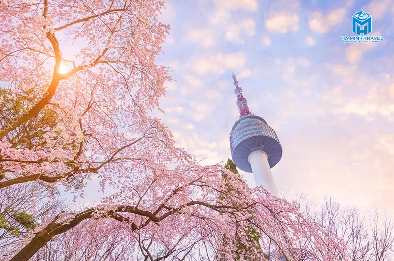 Tour Hàn Quốc hoa anh đào: Seoul - Nami - Tháp Namsan - Everland - CV Yeouido - Rừng Seoul (5N4Đ)