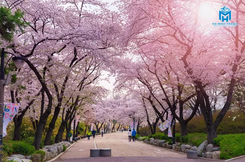 Tour Hàn Quốc hoa anh đào: Seoul - Nami - Tháp Namsan - Everland - CV Yeouido - Rừng Seoul (5N4Đ)