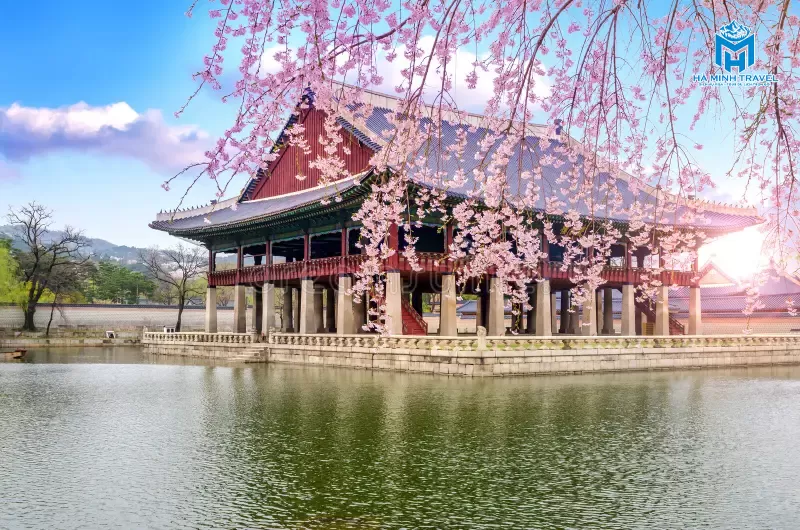 Tour Hàn Quốc hoa anh đào: Seoul - Nami - Tháp Namsan - Everland - CV Yeouido - Rừng Seoul (5N4Đ)