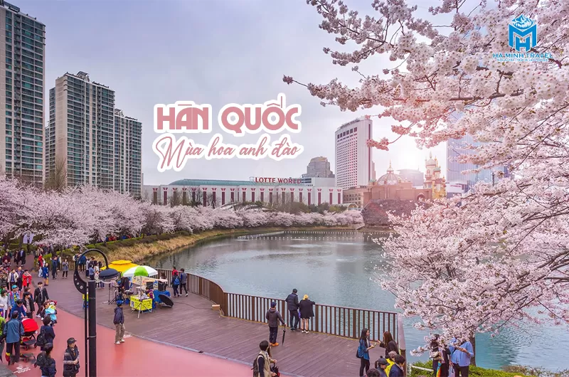 Tour Hàn Quốc hoa anh đào: Seoul - Nami - Tháp Namsan - Everland - CV Yeouido - Rừng Seoul (5N4Đ)