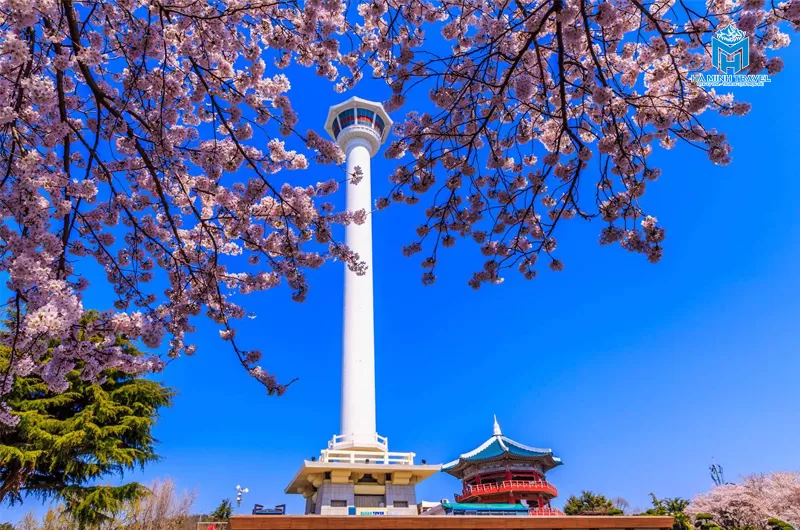 Tour Hàn Quốc hoa anh đào: Hà Nội - Busan - Seoul (6N5Đ)