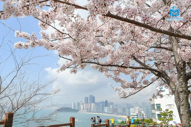 Tour Hàn Quốc hoa anh đào: Hà Nội - Busan - Seoul (6N5Đ)
