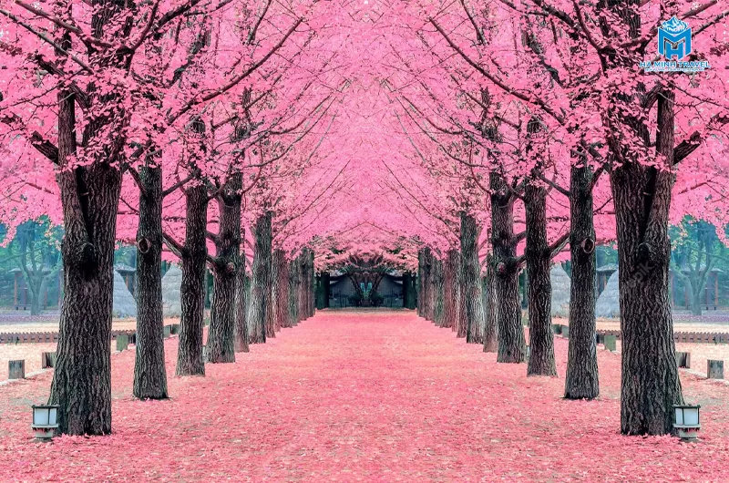 Tour Hàn Quốc hoa anh đào: Seoul - Nami - Thư viện Starfield - Làng Minsokchon (5N4Đ)