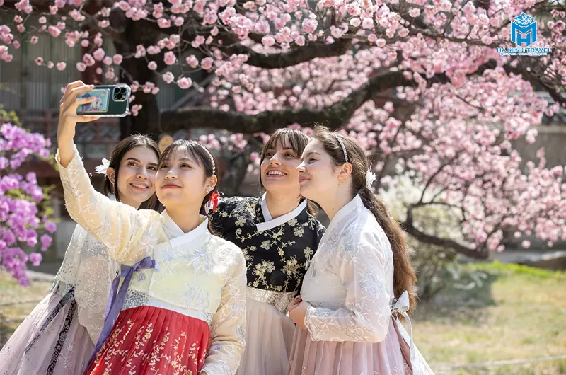 Tour Hàn Quốc hoa anh đào: Seoul - Nami - Thư viện Starfield - Làng Minsokchon (5N4Đ)