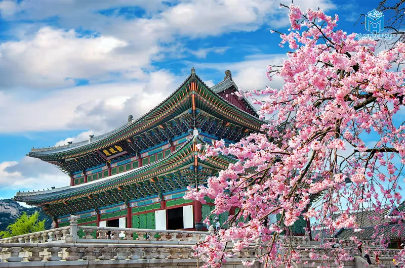 Tour Hàn Quốc hoa anh đào: Seoul - Nami - Thư viện Starfield - Làng Minsokchon (5N4Đ)