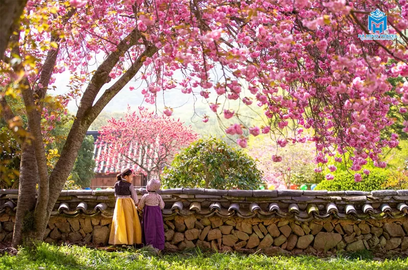 Tour Hàn Quốc hoa anh đào: Seoul - Nami - Thư viện Starfield - Làng Minsokchon (5N4Đ)