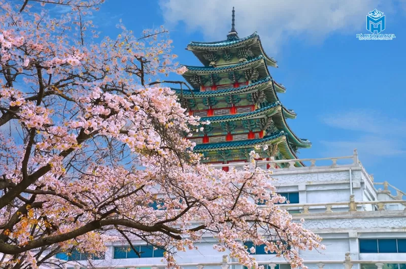 Tour Hàn Quốc hoa anh đào: Seoul - Nami - Thư viện Starfield - Làng Minsokchon (5N4Đ)