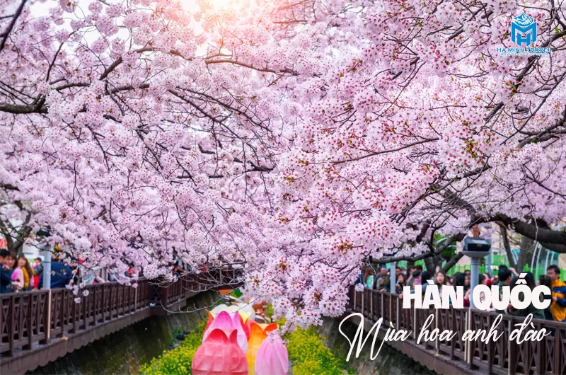 Tour Hàn Quốc hoa anh đào: Seoul - Nami - Thư viện Starfield - Làng Minsokchon (5N4Đ)