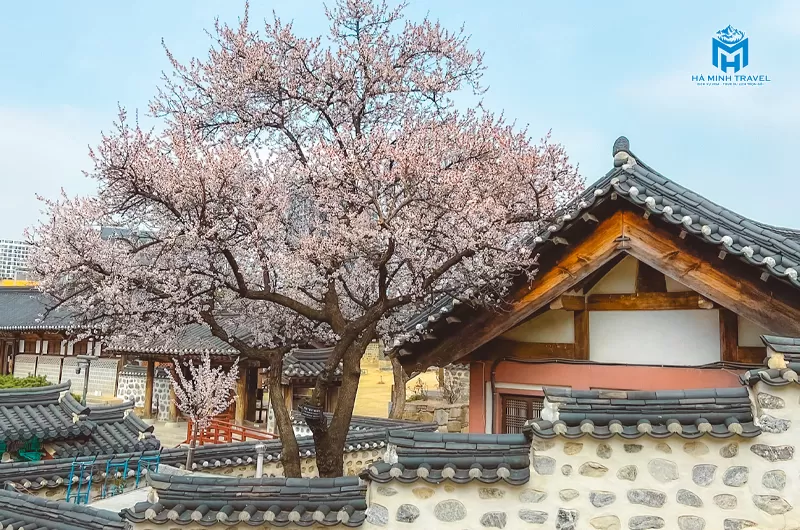 Tour Hàn Quốc hoa anh đào: Seoul - Nami - Everland (5N4Đ)