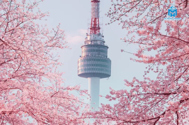 Tour Hàn Quốc hoa anh đào: Seoul - Nami - Everland (5N4Đ)