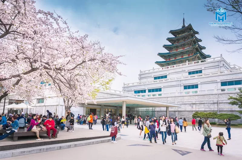 Tour Hàn Quốc hoa anh đào: Seoul - Nami - Everland (5N4Đ)