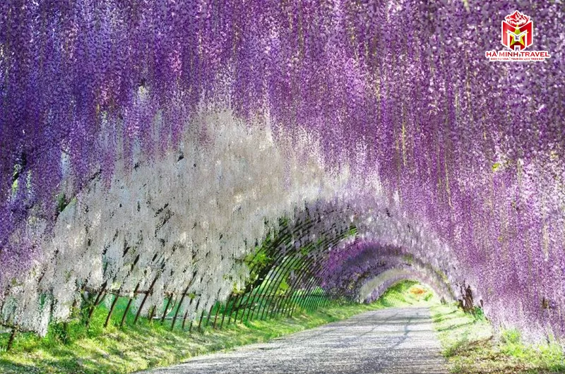 Tour Nhật Bản 30/4 No Shopping: TOKYO – PHÚ SĨ – NAGOYA – KYOTO – OSAKA (6N5Đ)