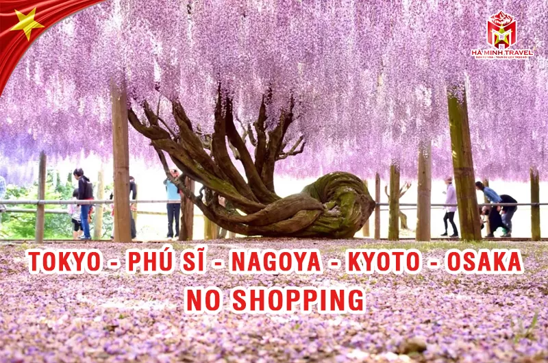 Tour Nhật Bản 30/4 No Shopping: TOKYO – PHÚ SĨ – NAGOYA – KYOTO – OSAKA (6N5Đ)