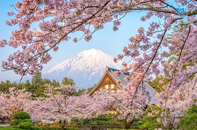 Tour Nhật Bản 30/4 No Shopping: TOKYO – PHÚ SĨ – NAGOYA – KYOTO – OSAKA (6N5Đ)