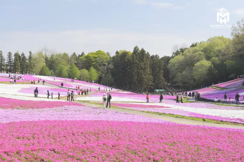 Tour Nhật Bản 30/4 No Shopping: KOBE – OSAKA – KYOTO – NAGOYA – PHÚ SĨ – TOKYO (6N5Đ)