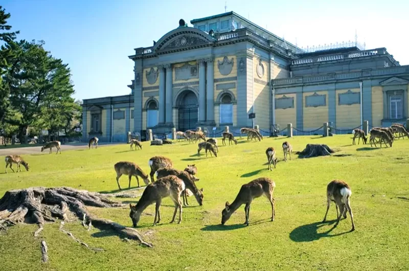 Tour Nhật Bản mùa hoa: OSAKA – NARA – PHÚ SĨ – NAGOYA – KYOTO - OSAKA (6N5Đ)