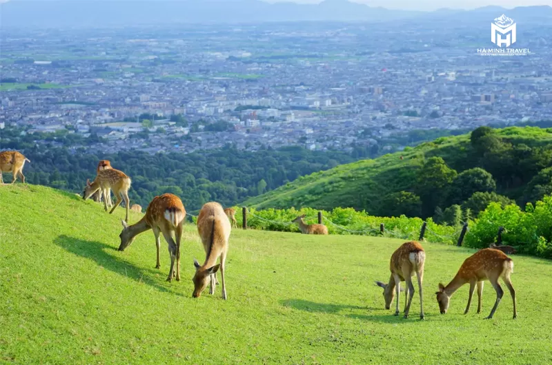 Tour Nhật Bản mùa hoa: OSAKA – NARA – PHÚ SĨ – NAGOYA – KYOTO - OSAKA (6N5Đ)