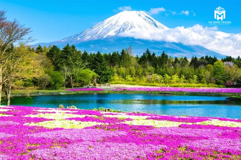 Tour Nhật Bản mùa hoa: OSAKA – NARA – PHÚ SĨ – NAGOYA – KYOTO - OSAKA (6N5Đ)