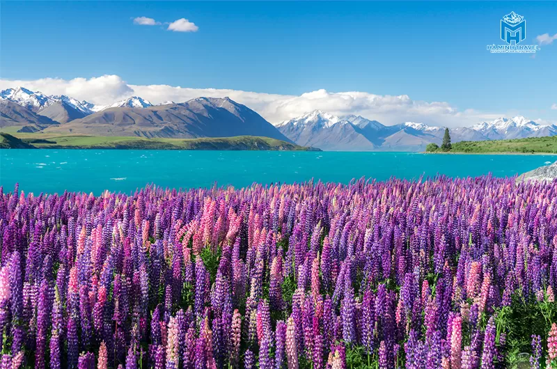 Tour New Zealand 30/4 (9N8Đ)